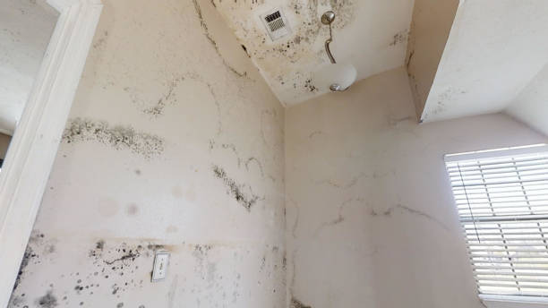Best Mold Damage Restoration  in Stockton University, NJ