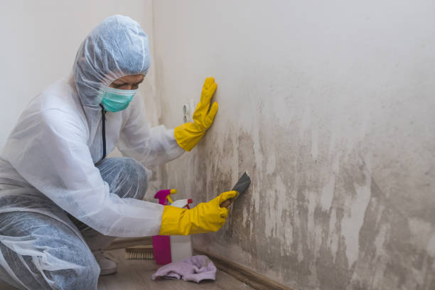 Mold Odor Removal Services in Stockton University, NJ