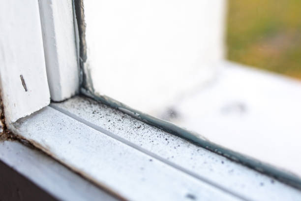 Best Mold Odor Removal Services  in Stockton University, NJ