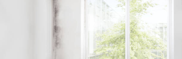 Best Basement Mold Removal  in Stockton University, NJ