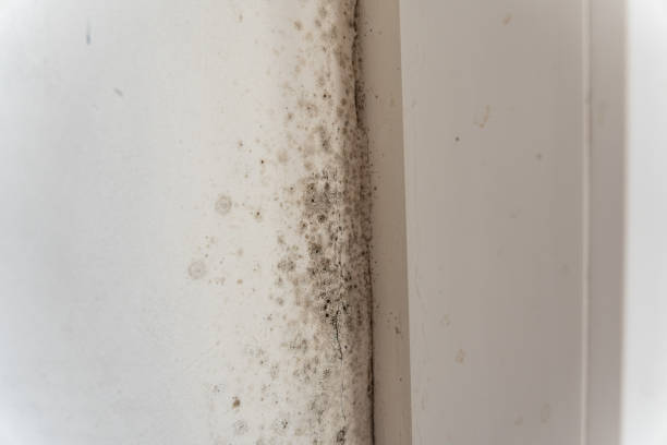 Best Mold Prevention Services  in Stockton University, NJ