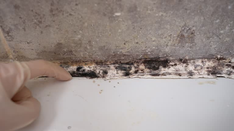 Best Emergency Mold Remediation  in Stockton University, NJ