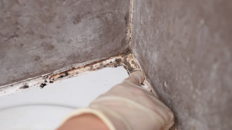 Best Airborne Mold Testing  in Stockton University, NJ
