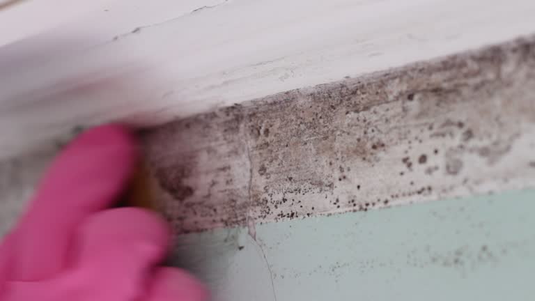 Best Post-Construction Mold Inspection  in Stockton University, NJ